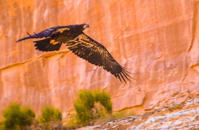 Westwater Canyon Rafting Golden Eagle 7